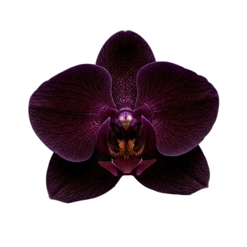 dark purple orchid